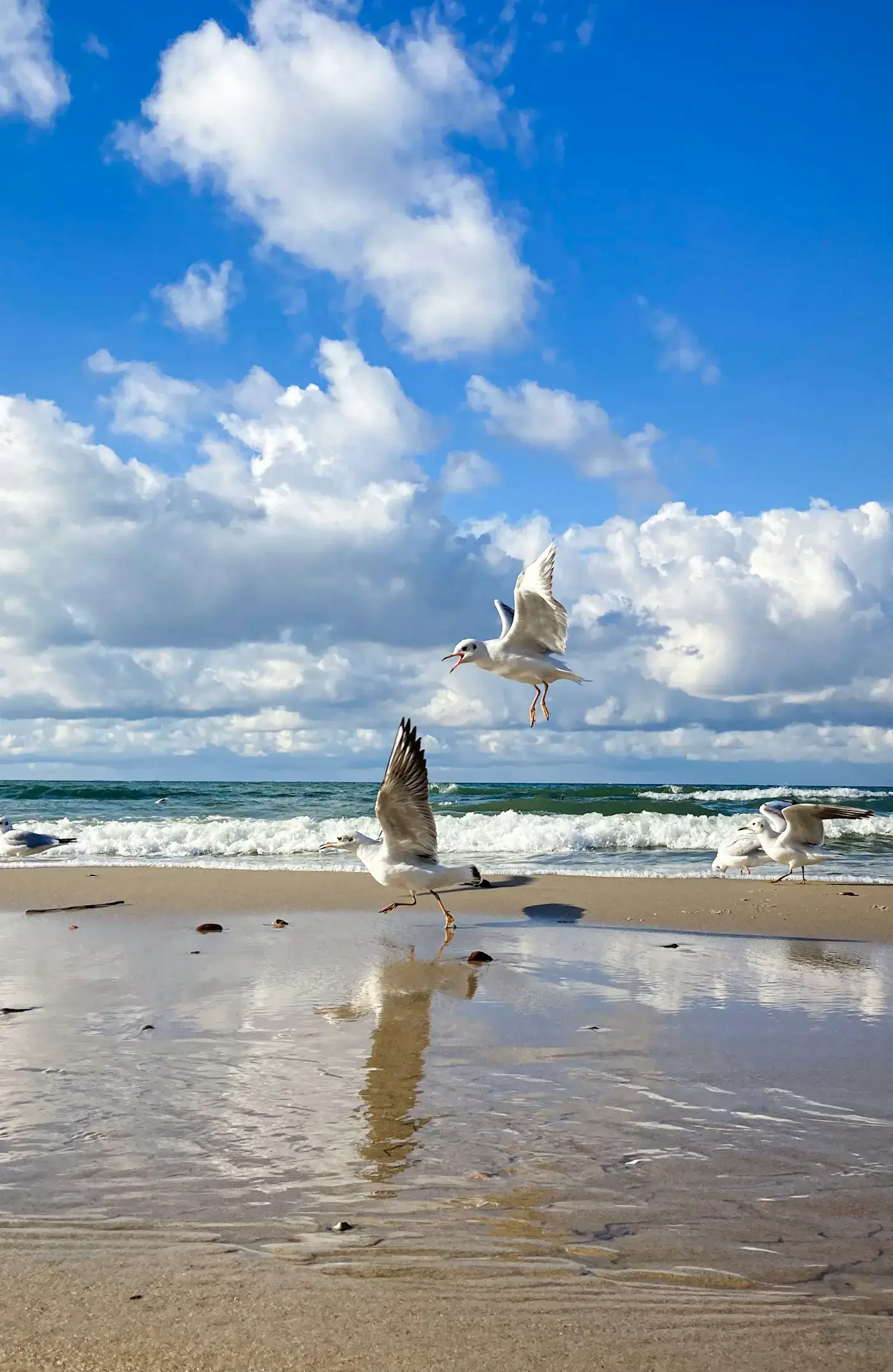 Чайки над песчаным берегом
